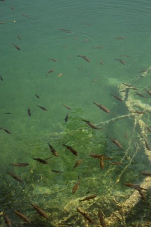 Pești în lacurile Plitvice, Croația
