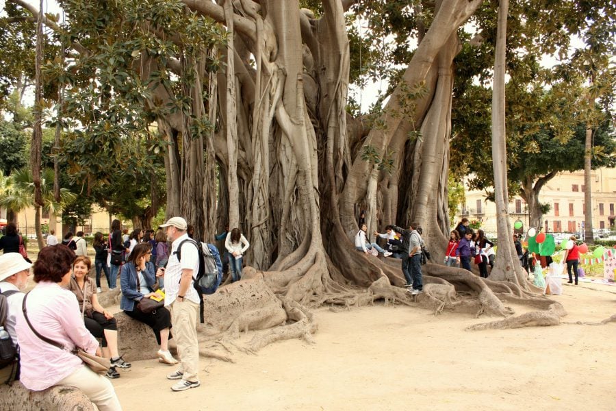 Ficus uriaș în grădina Garibaldi din Palermo