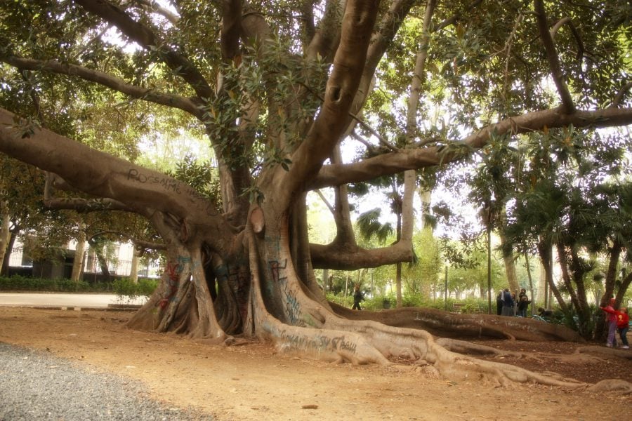 Ficusi gigant într-un parc din Catania