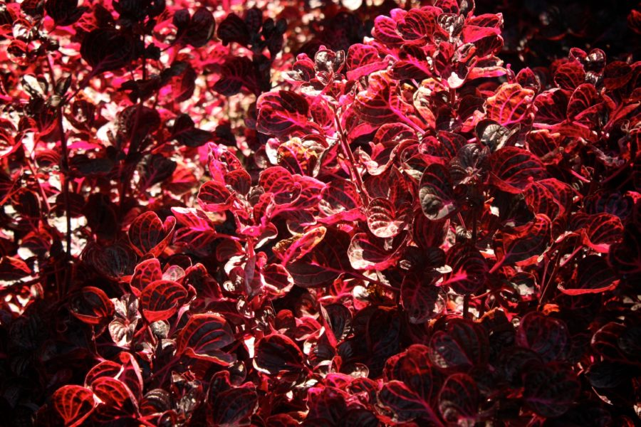 Flori decorative cu frunze roșii