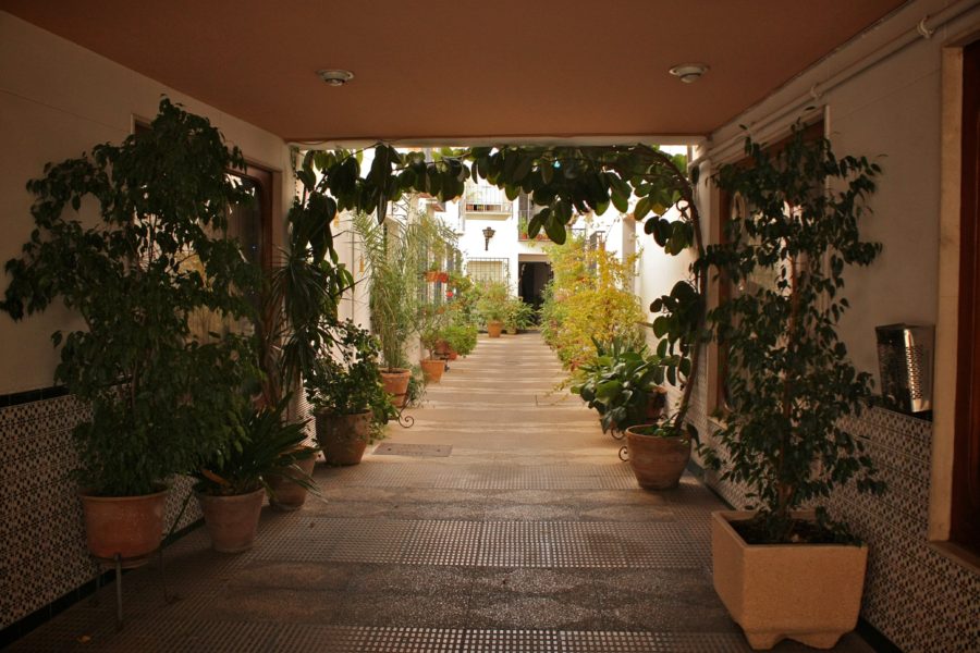 Flori în curte interioară, Cordoba, Andaluzi, Spania