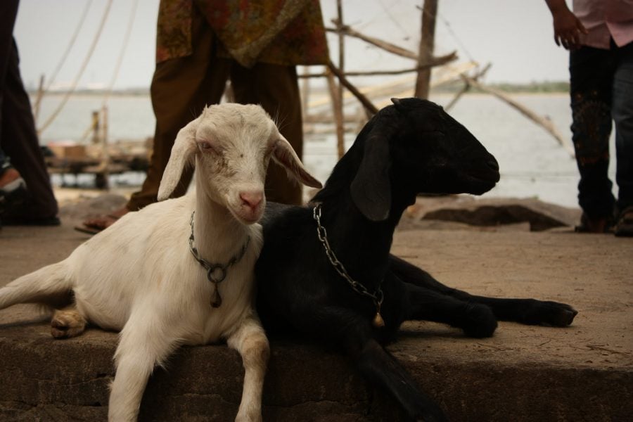 Alba-neagra, capre relaxate în Fort Kochi (Fort Cochin), India