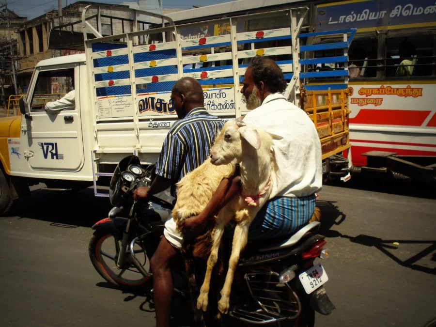 Doi oameni, două capre, o motocicletă, strazile din Madurai, Tamil Nadu, India