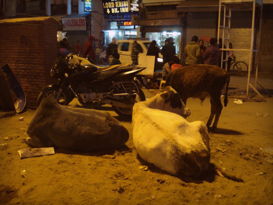 Vaci relaxate pe stradă în Pahargaj, Old Delhi, India