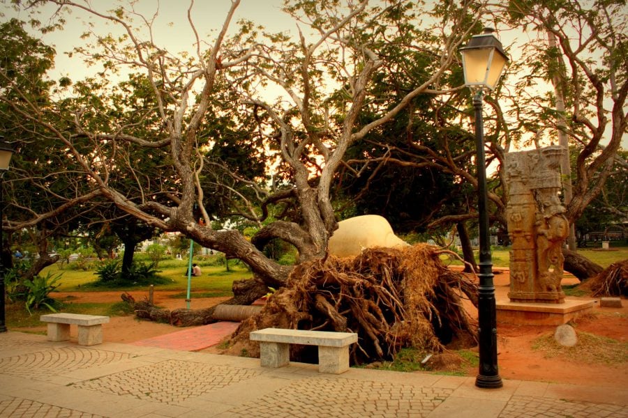 Copac dezradacinat în parcul Bharati din Pondicherry (Puducherry), Tamil Nadu, India