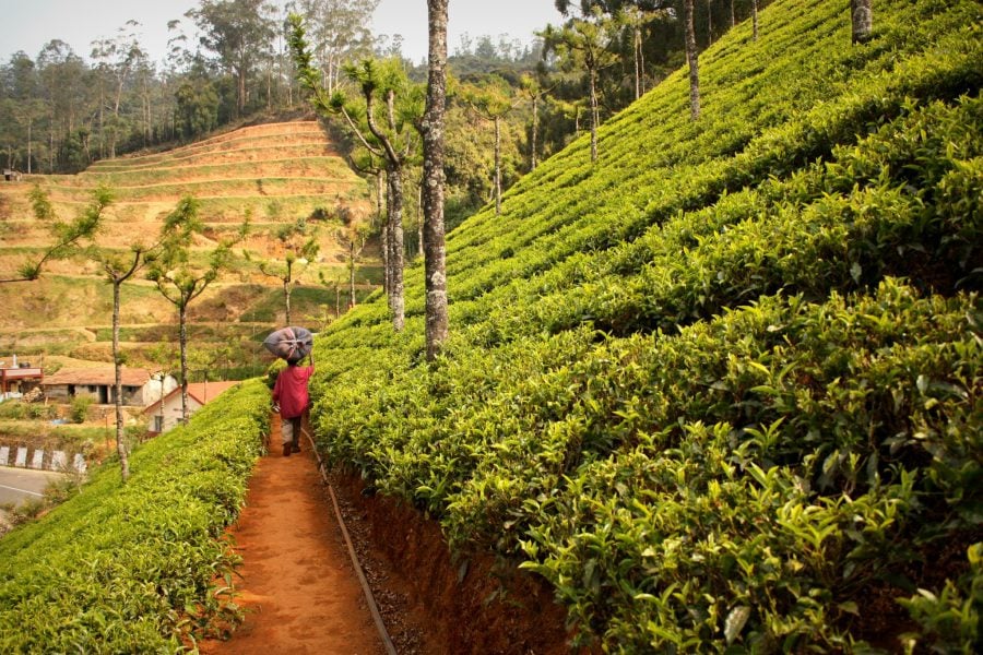 Grădină (plantatie) de ceai lângă Ooty, Tamil Nadu, India