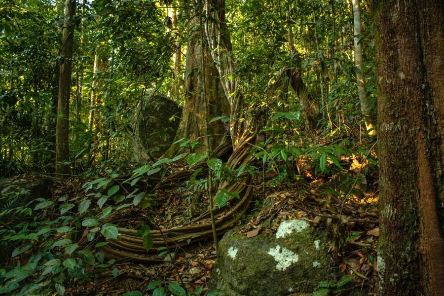 Liane intortocheate în pădurea tropicală din langkawi