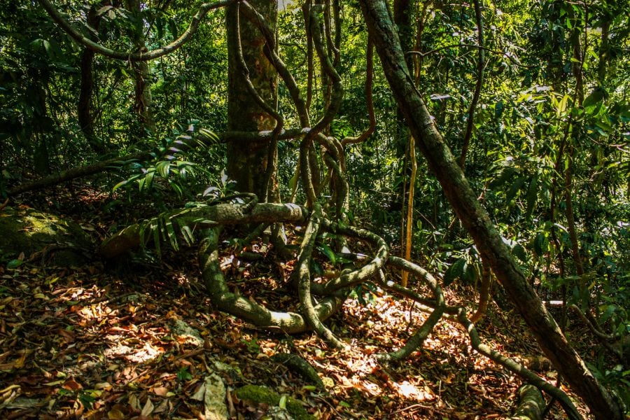Pădurea tropicală din Langkawi, Malaezia