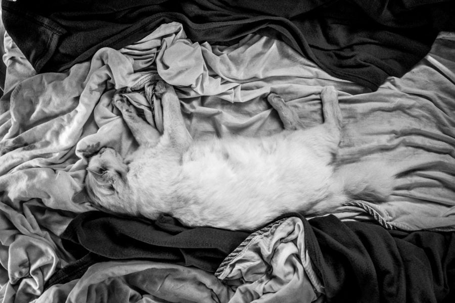 Pisică albă tolănită la noi în pat