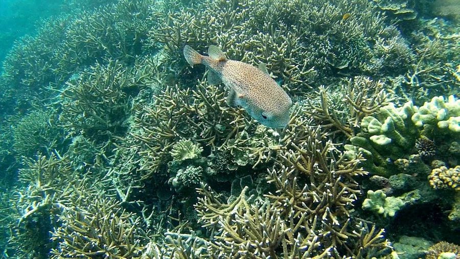 Pufferfish spinos in Raja Ampat