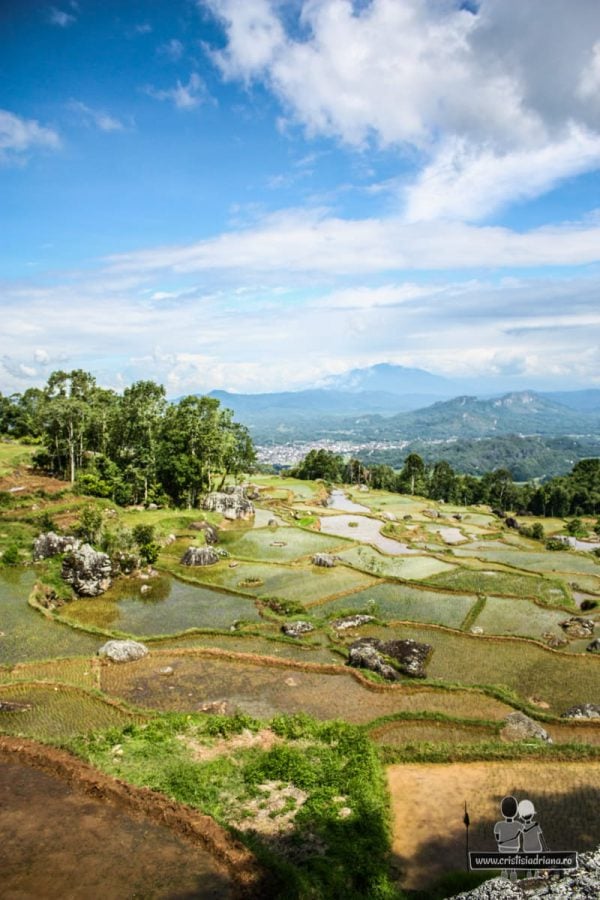 Orezărie irigată în Indonezia