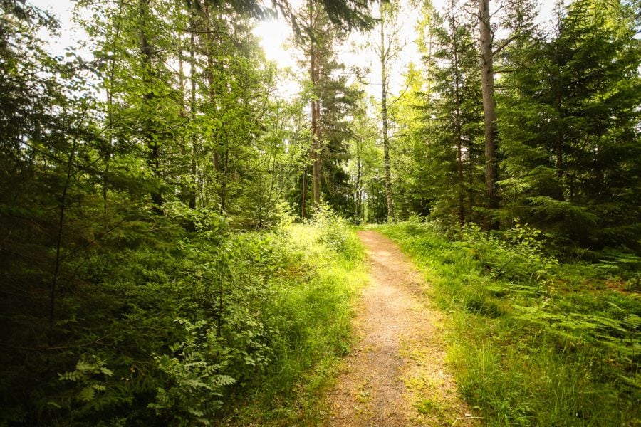 Potecă în pădure în Suedia