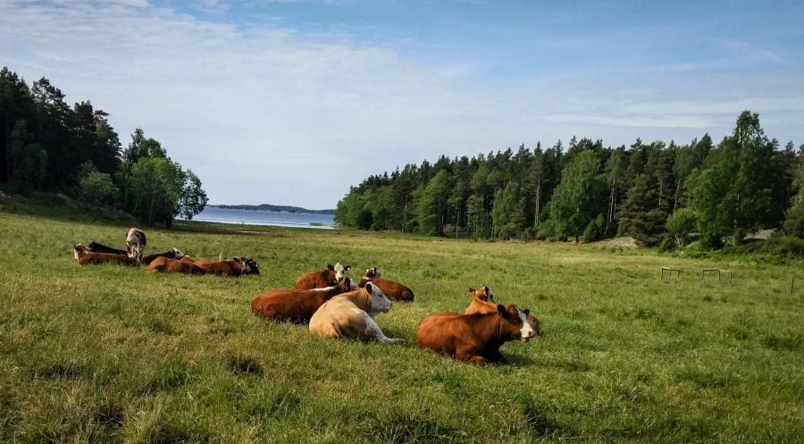 Vaci pe pajiște în Suedia