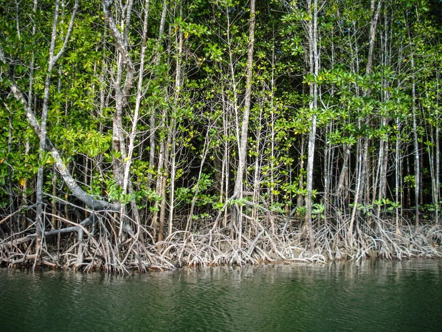 Pădure de mangrove în Langkawi