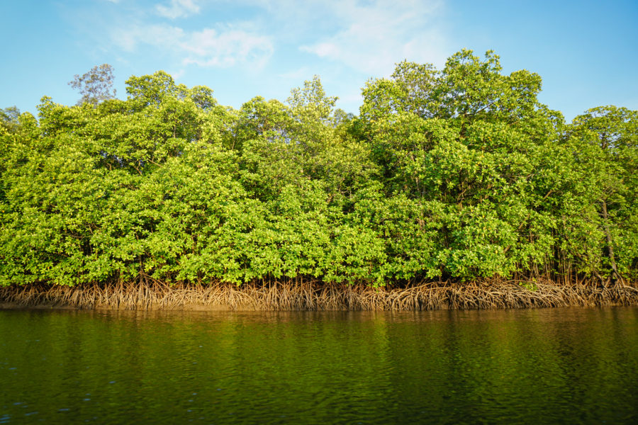 Mangroves in the Langkawi Unesco Geopark