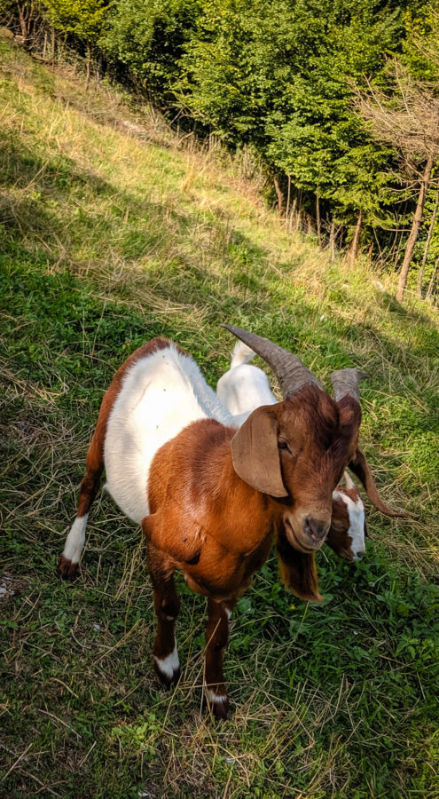 Slovenian goats
